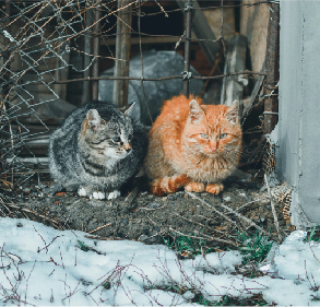 KatzenWinter